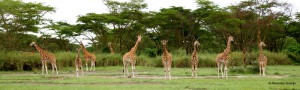 Line up of Rothschild's Giraffe