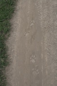 Lion Tracks
