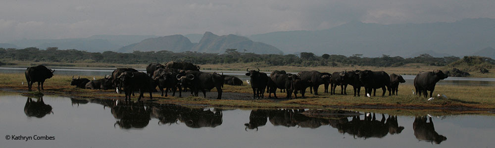 Conservation in Kenya