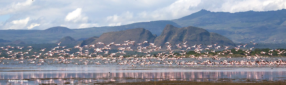Conservation in Kenya