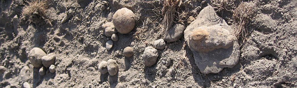 petrified animal dung