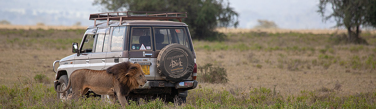 Lion sighting during day time game drive