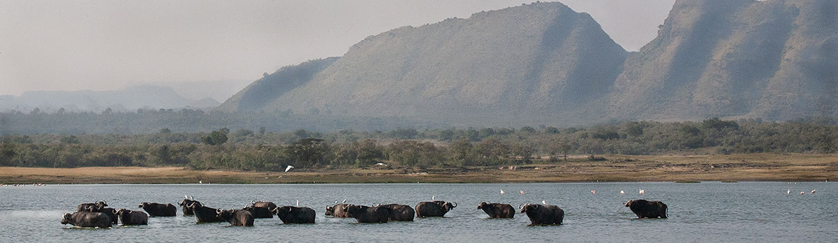 Cape buffalo