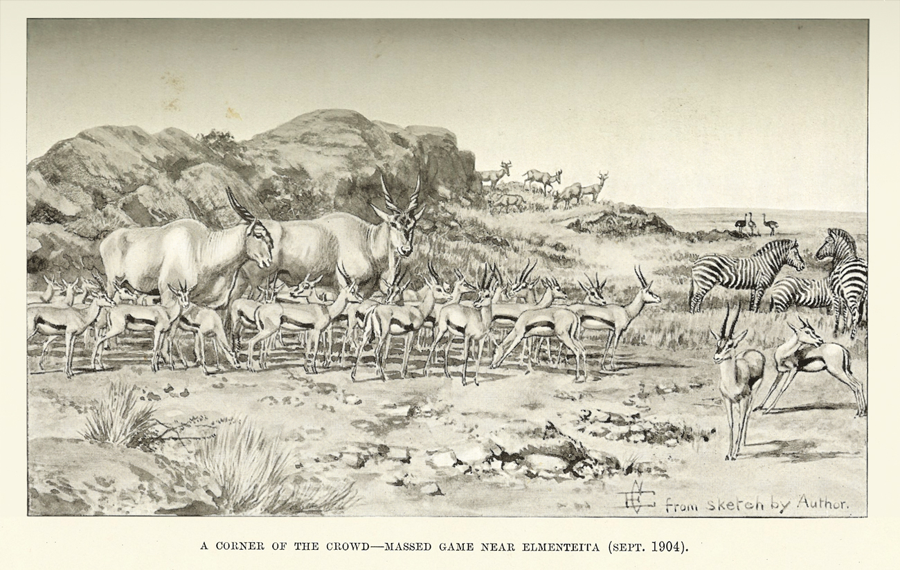 Massed game near Lake Elmenteita c.1904