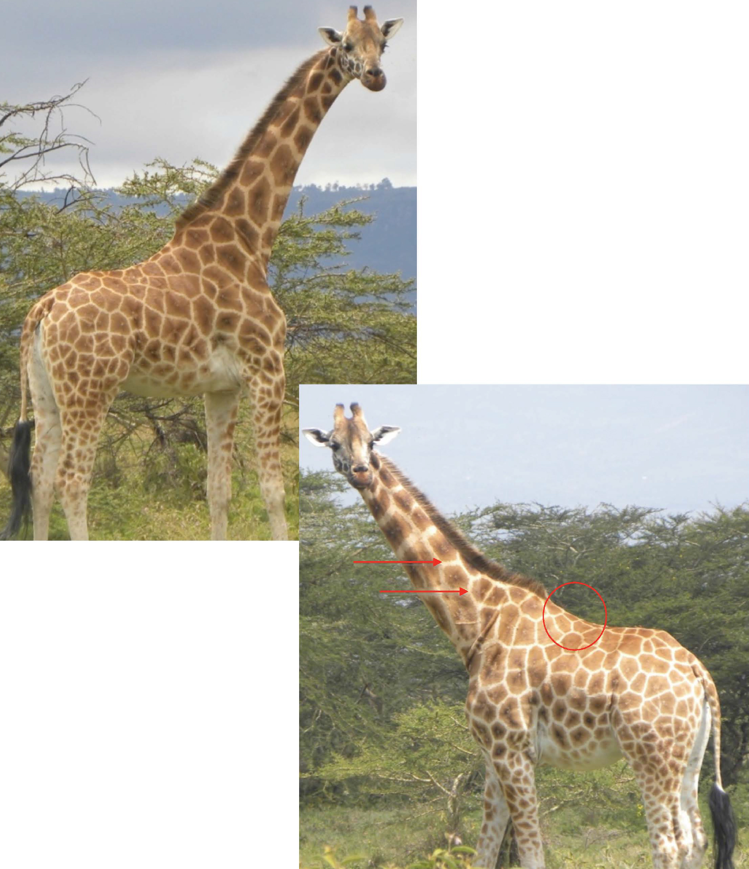 Giraffe identification