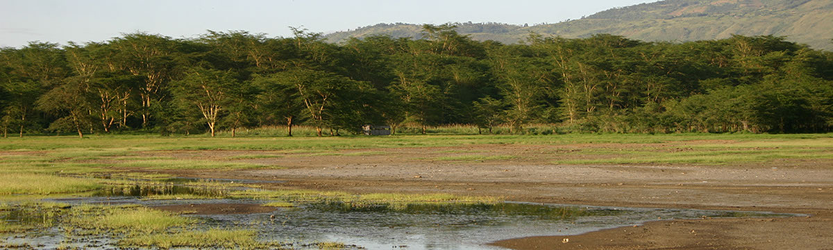 Acacia Forest