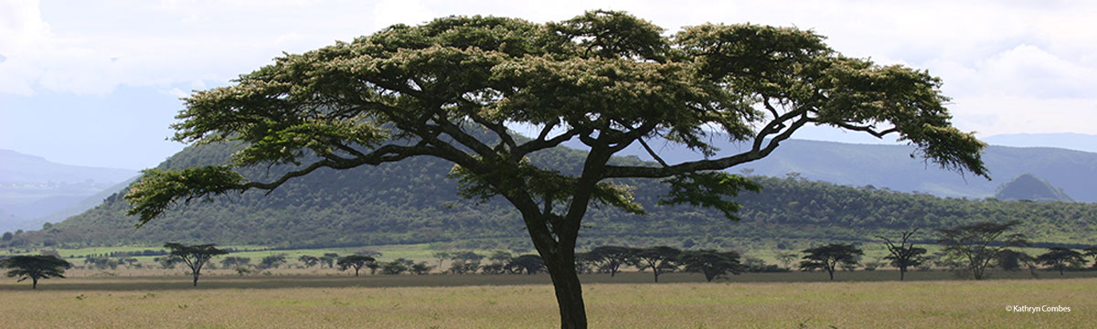 Acacia Tree