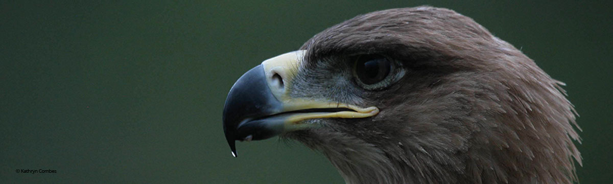 Profile of a Tawny Eagle
