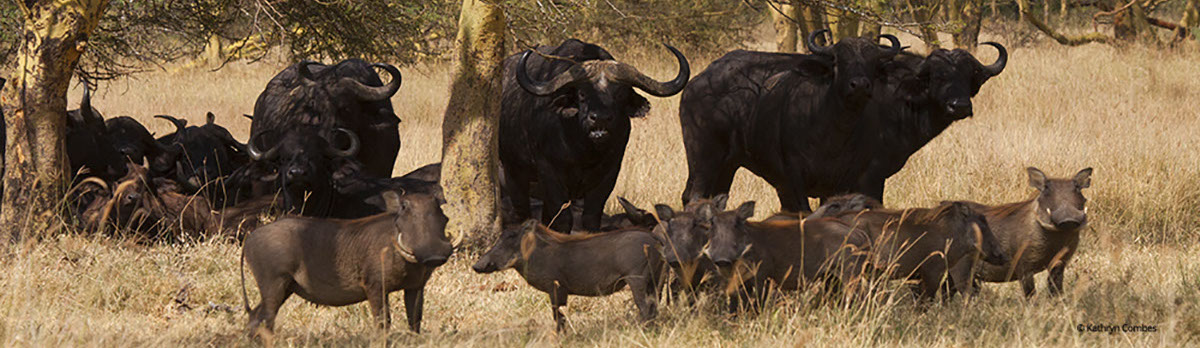 Cape Buffalo