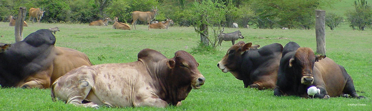Bulls laying in the grass