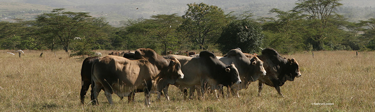 Bulls walking