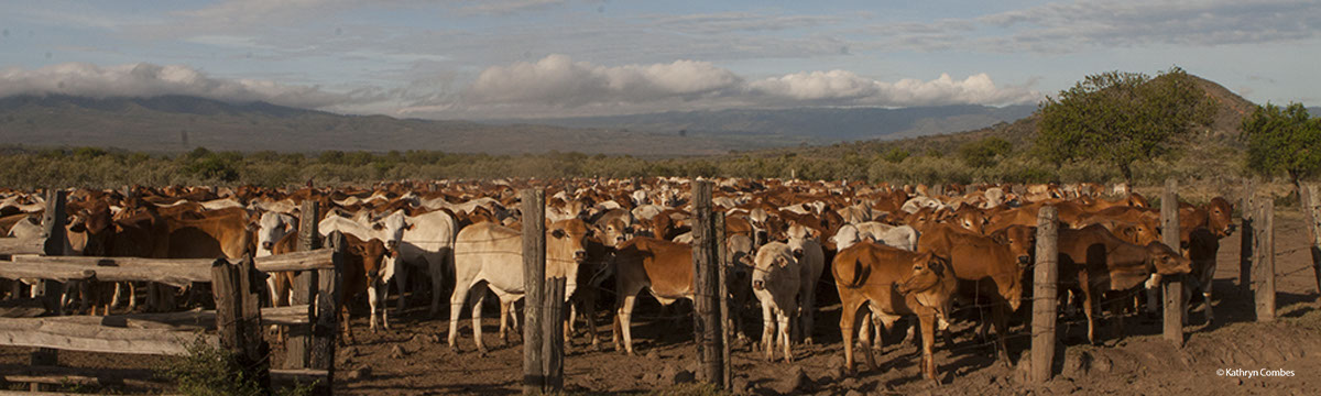 Cattle in a bomas enclosure