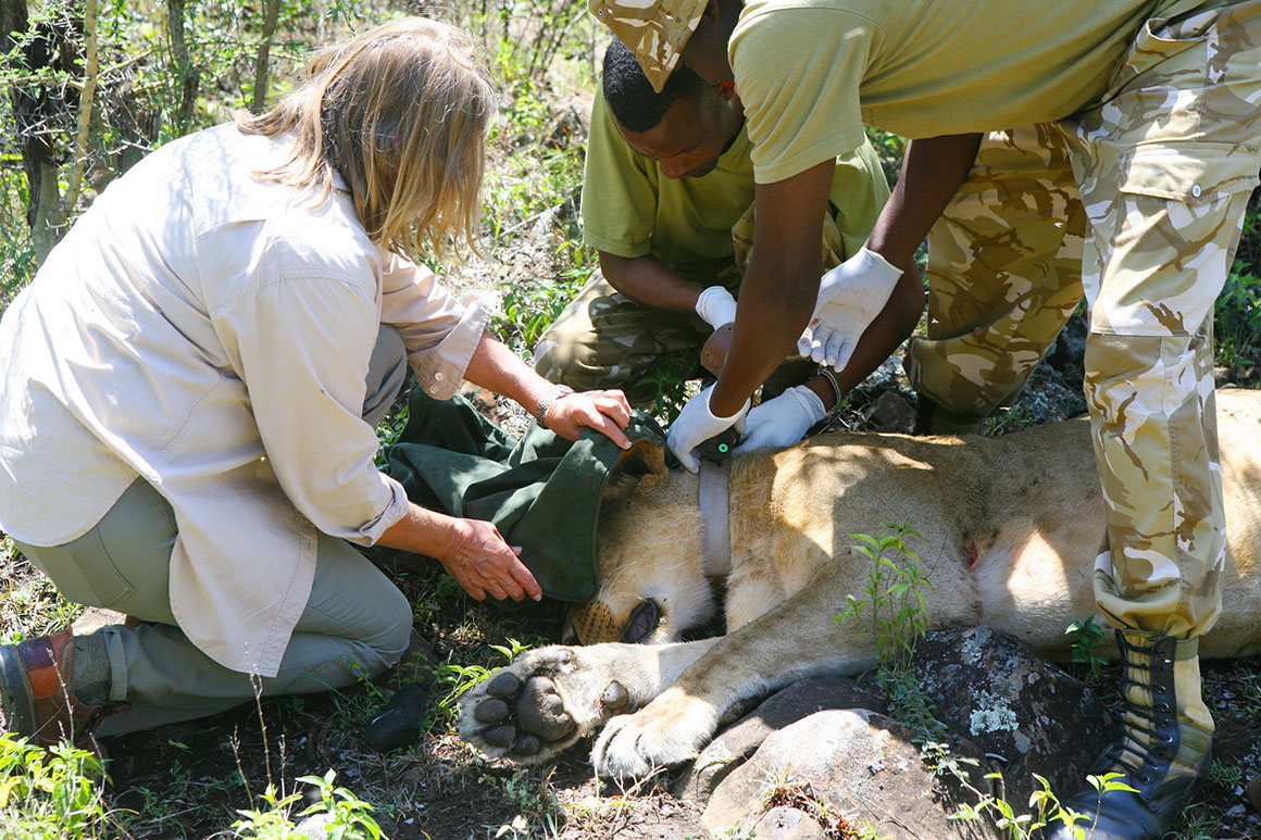 Collaring a lion