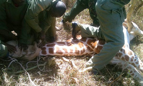 Preparing giraffe for translocation