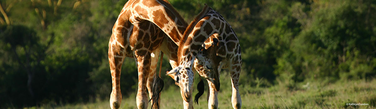 Giraffe necking
