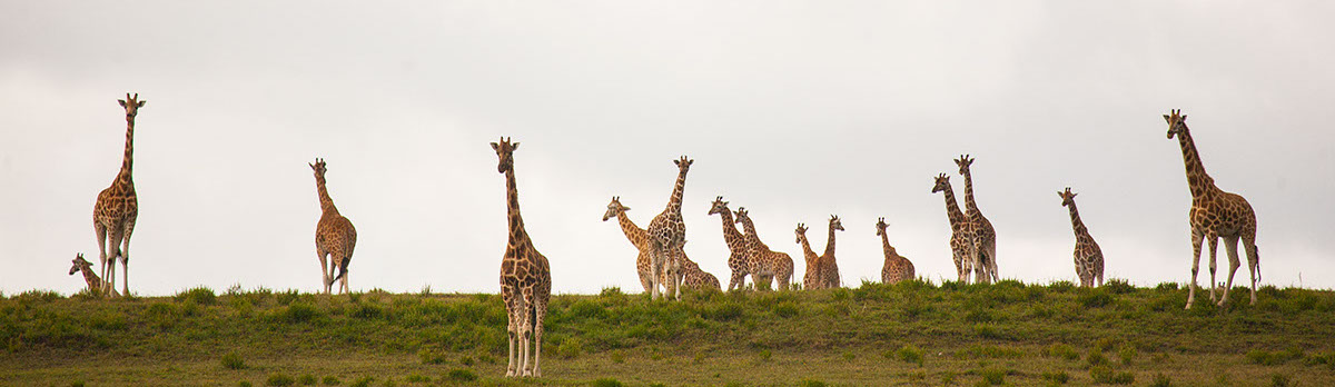 Tower of Giraffe