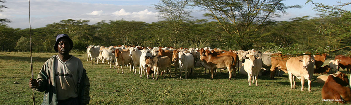 Herdsman with livestock