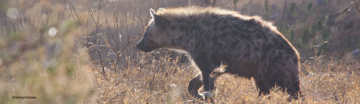 Hyena