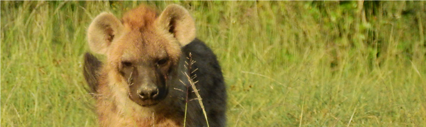 Hyena in the grass