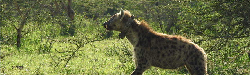 Collared Hyena