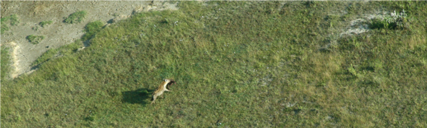 Aerial shot of a moving Hyena