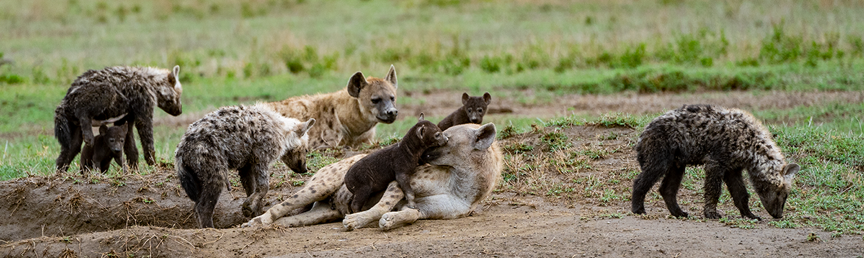 Pack of Hyenas