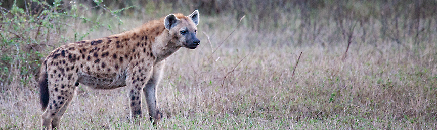 Hyena