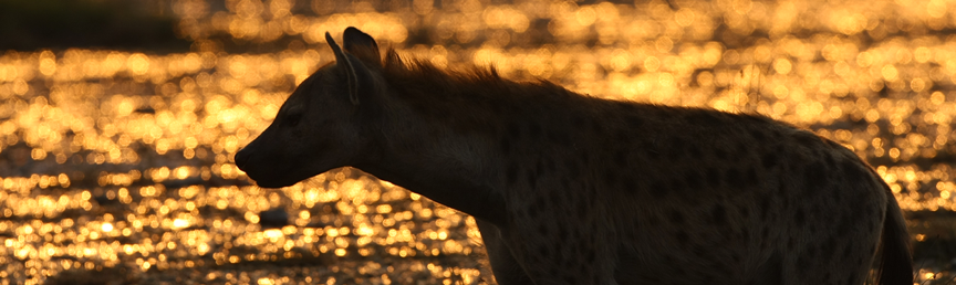 Hyena near water