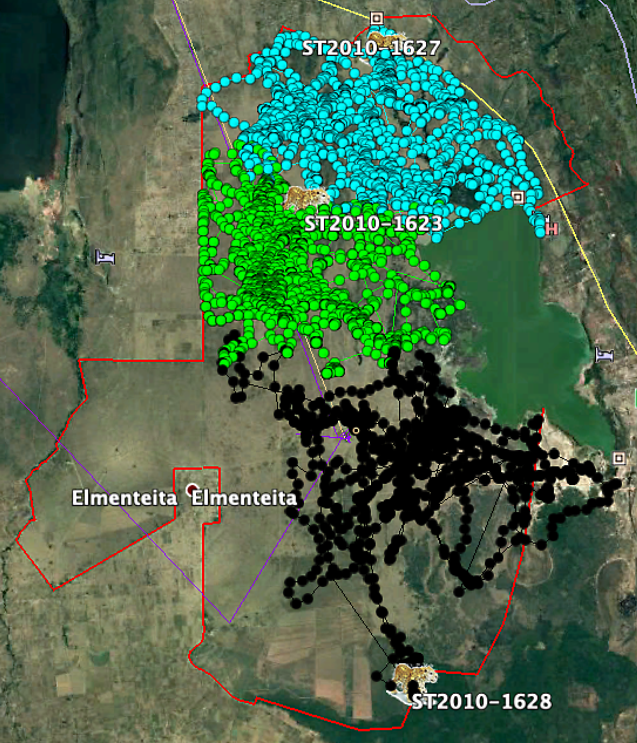 Hyena Movements