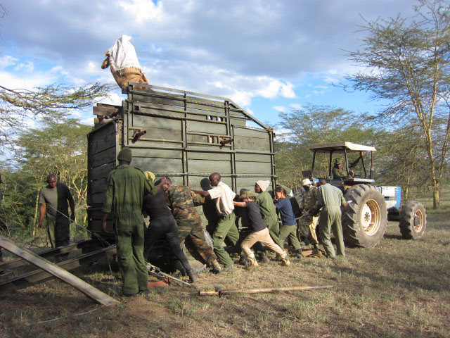 Translocation of Giraffe