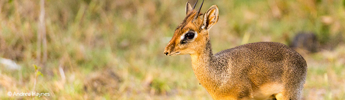 Dik Dik