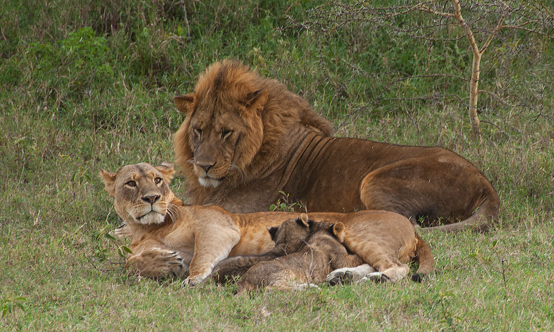 Lioness Betty and family with cubs