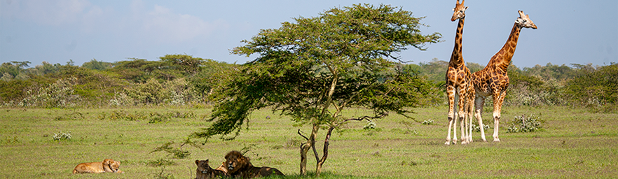 Lions and Giraffes