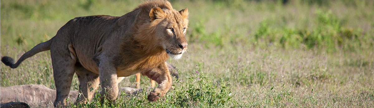 Lunging lion