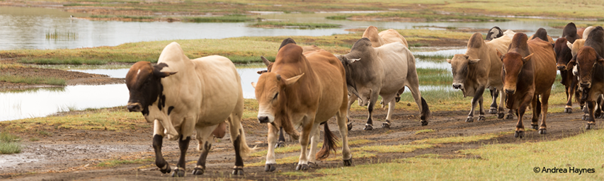 Livestock walking along the lake