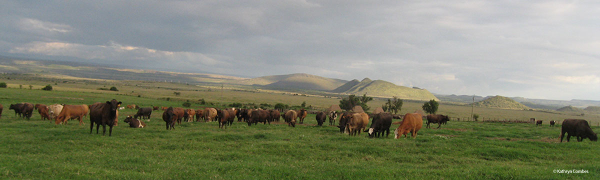 Livestock grazing