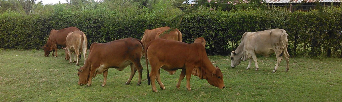 Cattle grazing