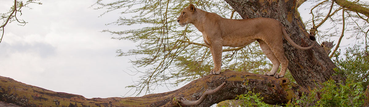 Lioness on a tree