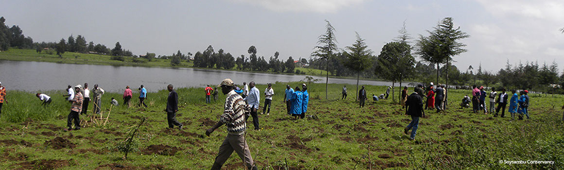 Tree planting near the dam