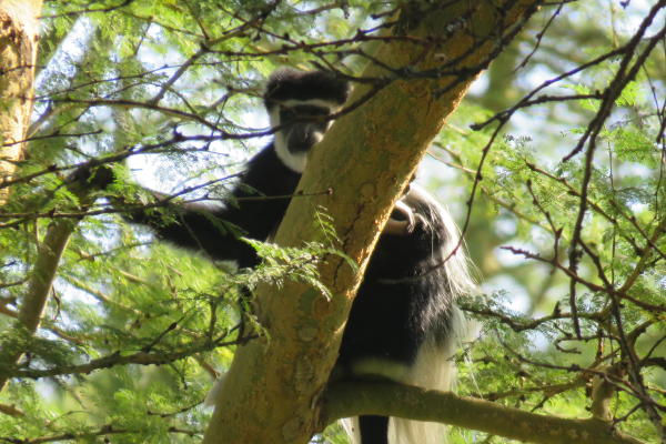 Colobus Monkey