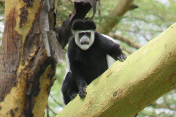 Colobus Monkey