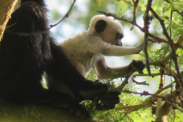 Baby Colobus Monkey