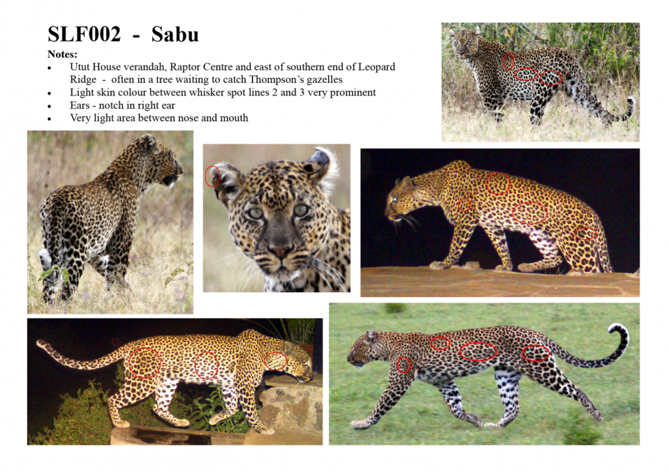 Leopard – Soysambu Conservancy