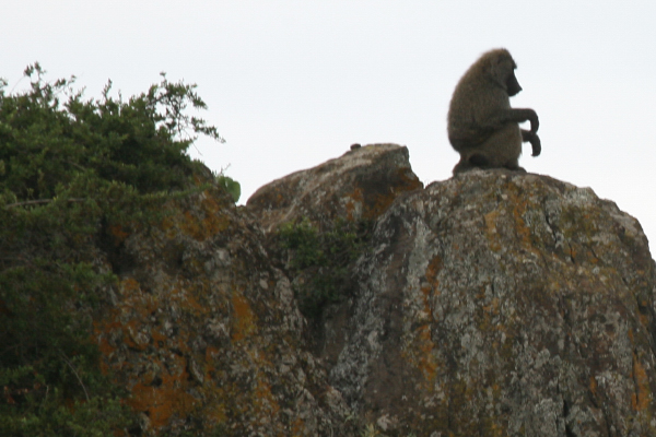 Olive Baboon