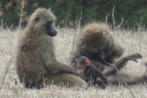 Olive Baboon