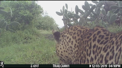 Images and video of leopard from trail cameras
