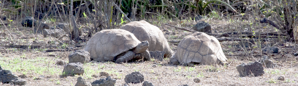 A creep (group) of tortoises
