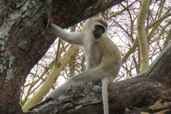 Vervet Monkey